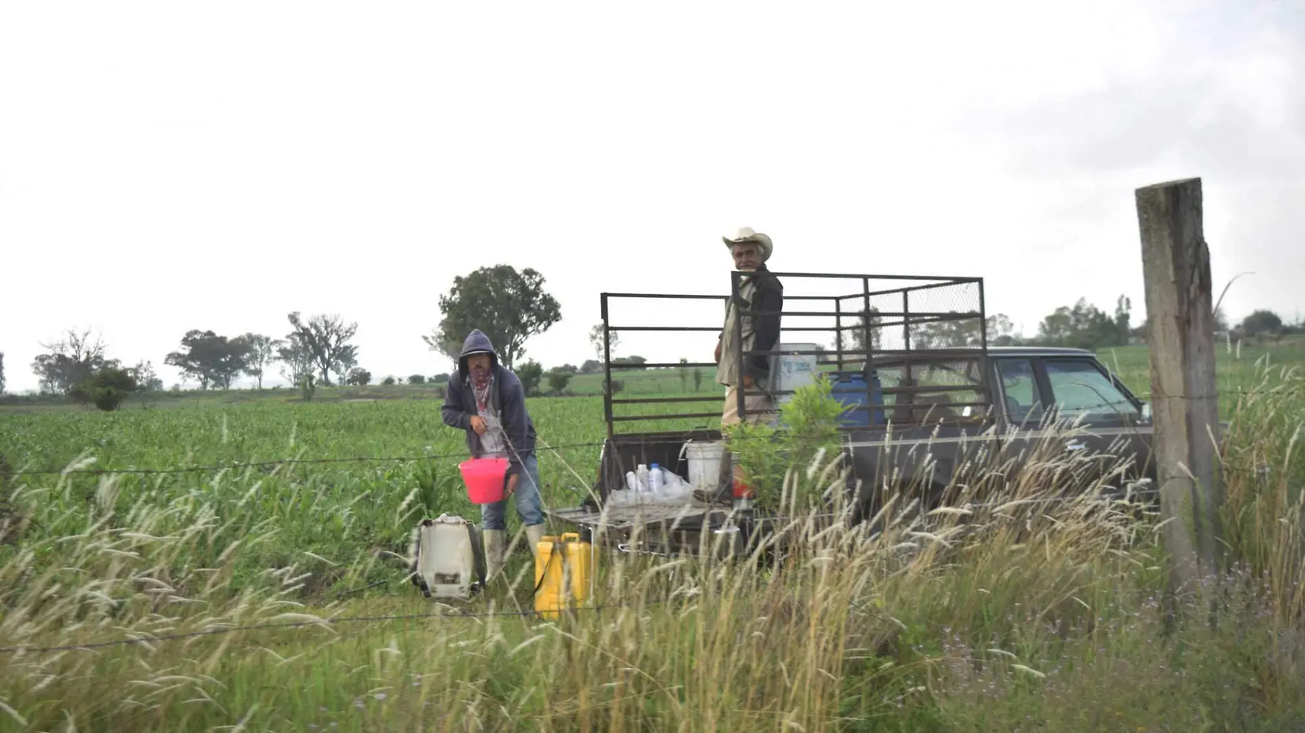 Productores del campo de Tequisquiapan se han visto seriamente afectados por los